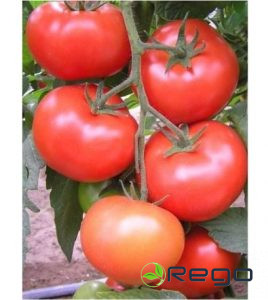 Tomātu sēklas Carnegie F1 5s