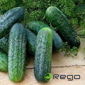 Gurķu sēklas PUCCINI F1 10 sēklas