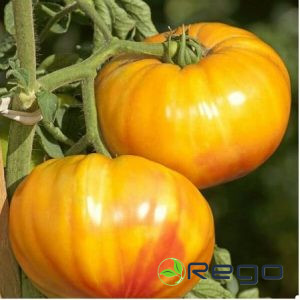 Tomātu sēklas Buffalosun F1 3s