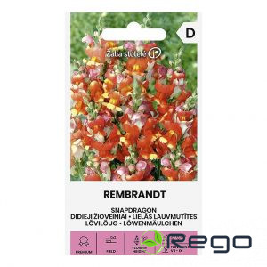 Lauvmutītes lielās REMBRANDT 0.4g