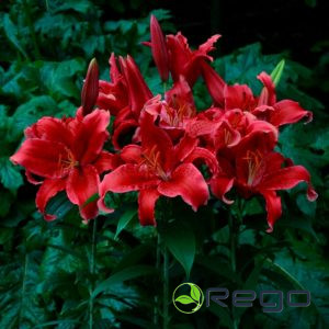 Lilijas Austrumu Red Flesh 16/18