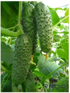 Gurķu sēklas Artist 10s