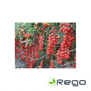 Tomātu sēklas Sweet Million F1 (5sēklas)