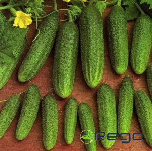 Gurķi Amour F1 15 sēklas