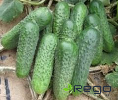 Gurķi Platina 10s