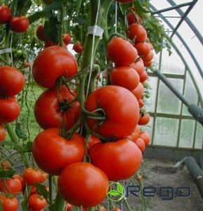 Tomāti Tamaris F1 5sēklas