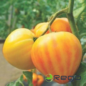 Tomāti Gourmansun F1, 5 sēklas