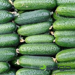 Gurķi Monolit F1,10 s