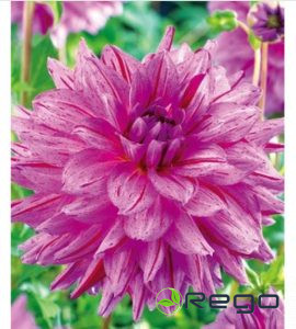 Dālijas Painted Girl