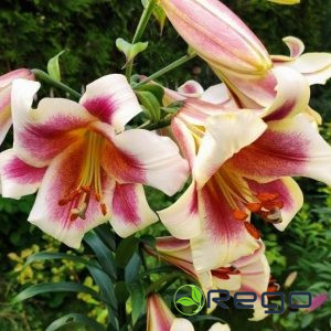 Lilijas OT hibrīds Passion Moon 18/20