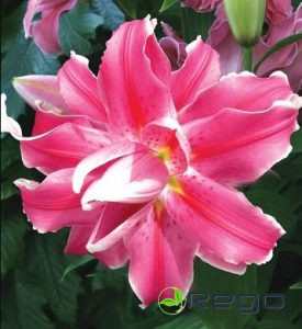 Lilijas Lila Cloud 18/16 1gab