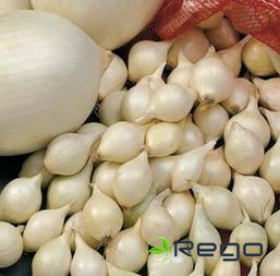 Sīksīpoli White Snowball 14-21mm