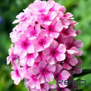 Flokši Bright Eyes 1gb.