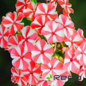 Flokši Peppermint Twist 1gb.