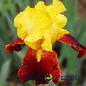 Īriss bārdainais That Jazz 1gb.