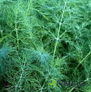 Dilles Smaragd (kodinātas) 5g