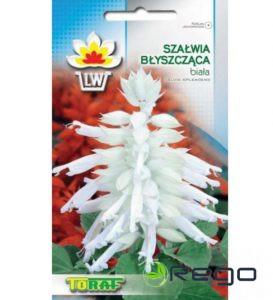Salvija spilgtā WHITE 10s