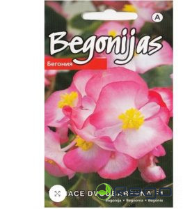 Begonijas leduspuķes Variace Dvoubarevna F1 15s (KS)