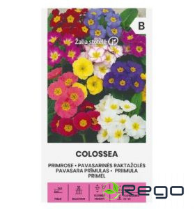 Prīmulas Colosea daudzgadīga 50s