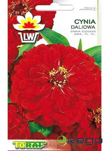 CyniaDaliowaSarkana-1.jpg CyniaDaliowaSarkana-1.jpg