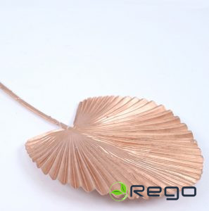 Palmu lapa vara 13cm H40cm