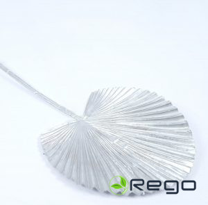Palmu lapa sudraba 13cm H40cm