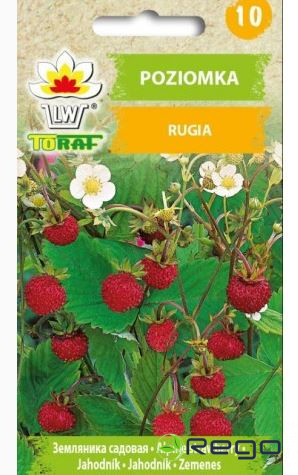 Rugia-1.jpg Rugia-1.jpg