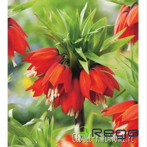 Fritilārija karaliskā Rubra Maxima 20/24